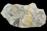 Rare, Fossil Cockroach (Syscioblatta) & Bivalves - Kinney Quarry, NM #80426-2